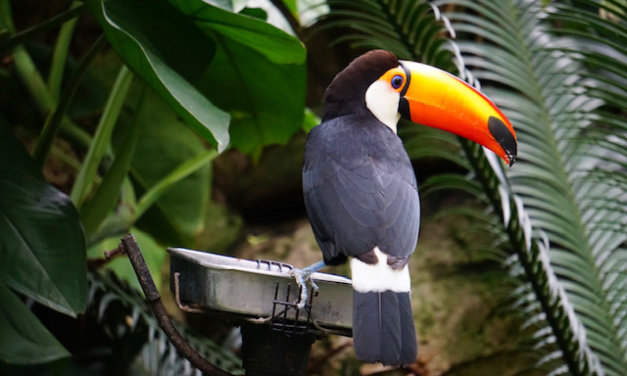 ASEAN Youth Biodiversity Leaders 2020