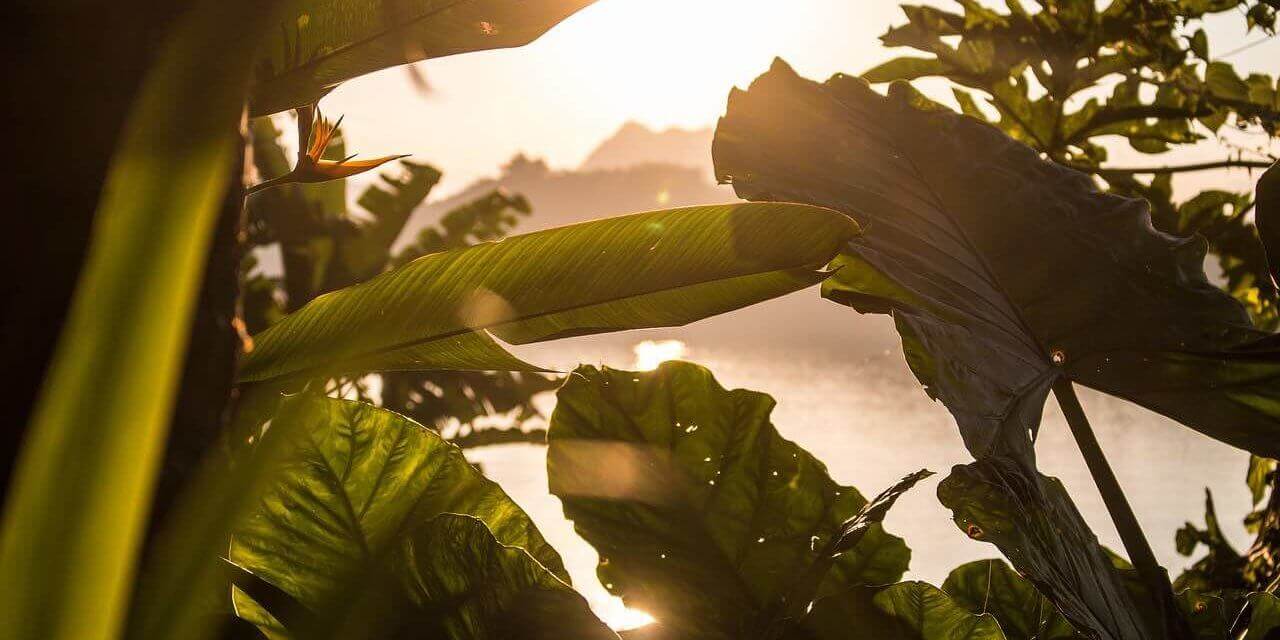 Short Film Contest for Biodiversity 2020