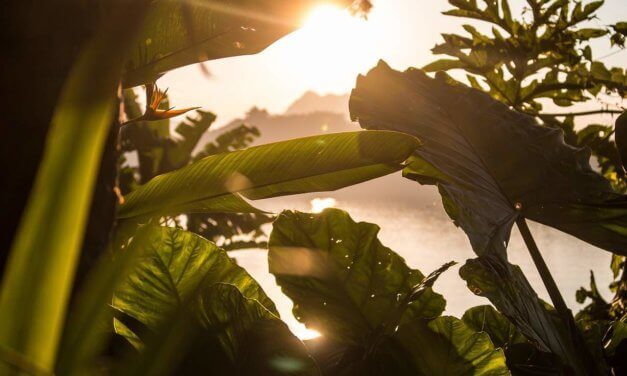 Short Film Contest for Biodiversity 2020