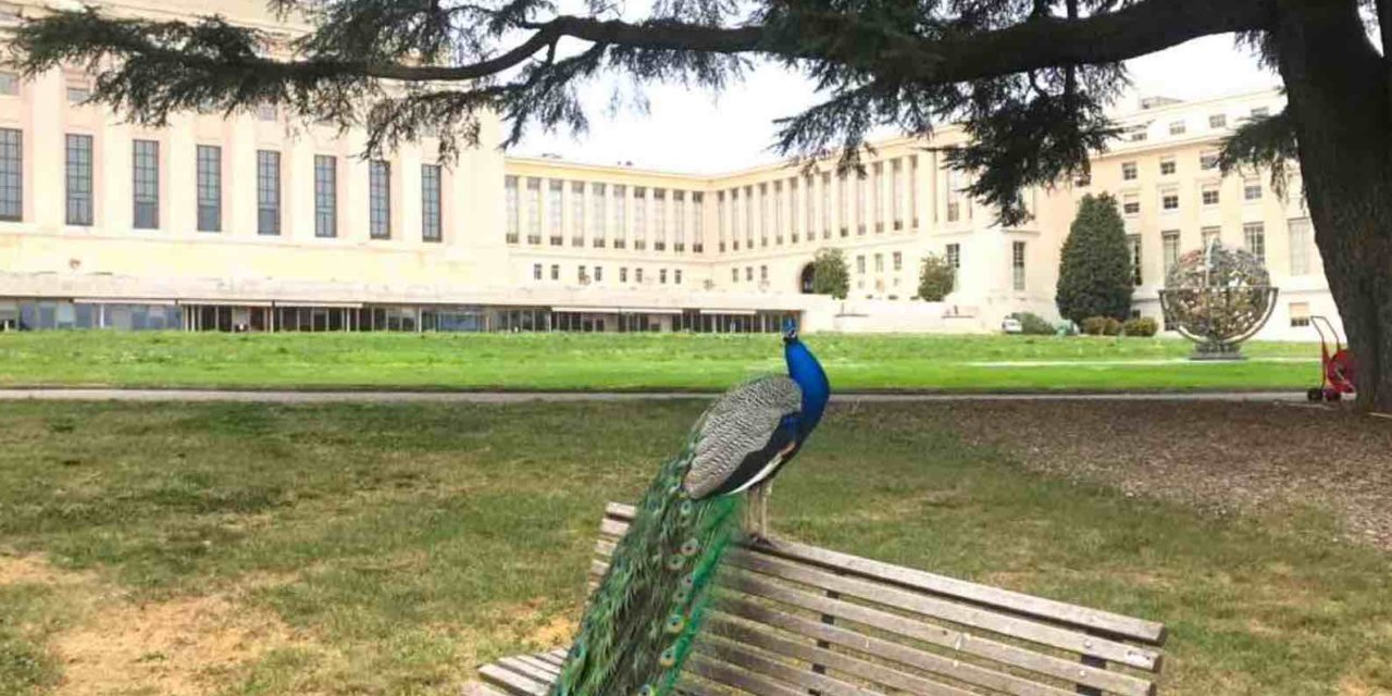 Humans Locked Down, Nature Unlocked Global Photo Contest