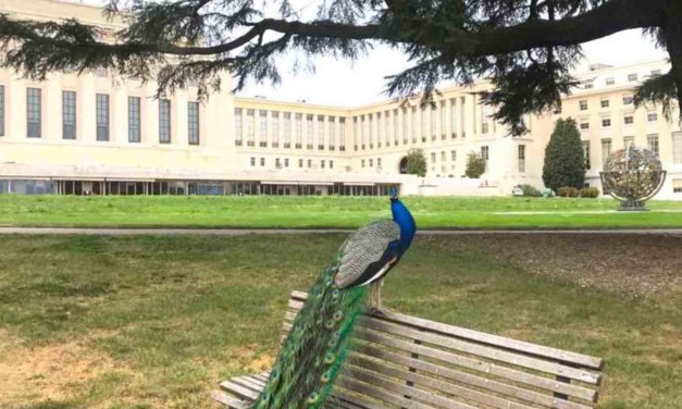 Humans Locked Down, Nature Unlocked Global Photo Contest