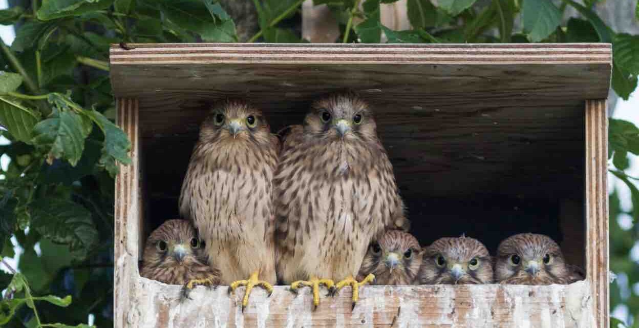 Grant for the Welfare and Ecology of Wild Animals