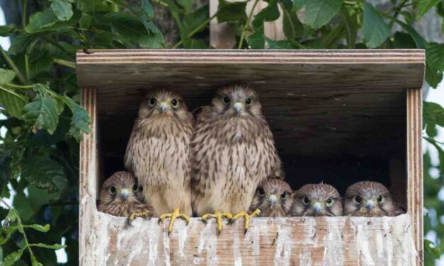 Grant for the Welfare and Ecology of Wild Animals