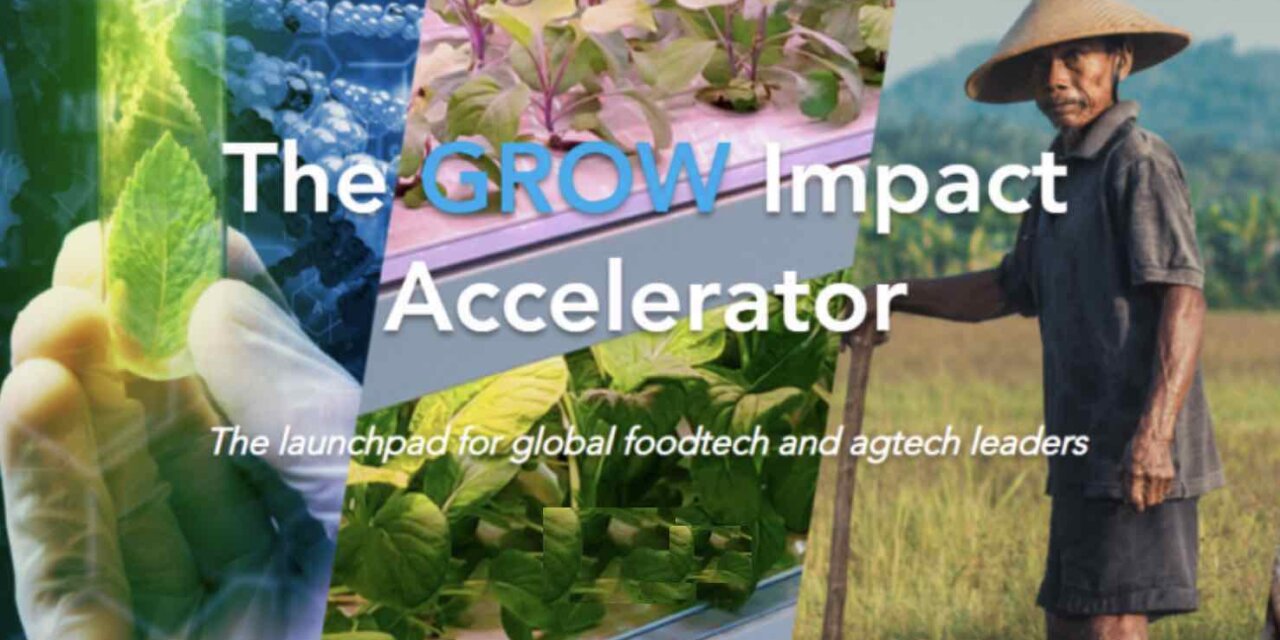 Join the GROW Impact Accelerator (Cohort 2022)
