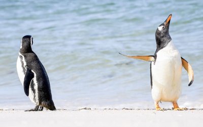The Nikon Comedy Wildlife Awards 2026