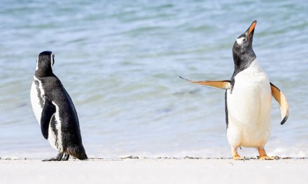 Comedy Wildlife Photography Awards 2023