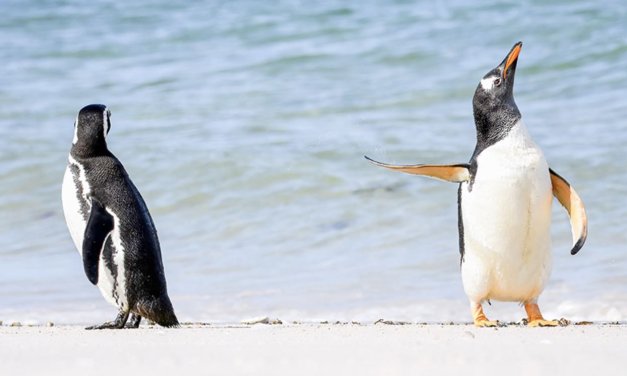 Comedy Wildlife Photography Awards 2023