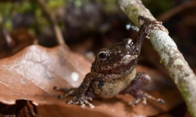 The EJN Biodiversity Media Grants 2024