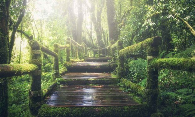 Pulitzer Center’s Rainforest Reporting Grant (Southeast Asia)