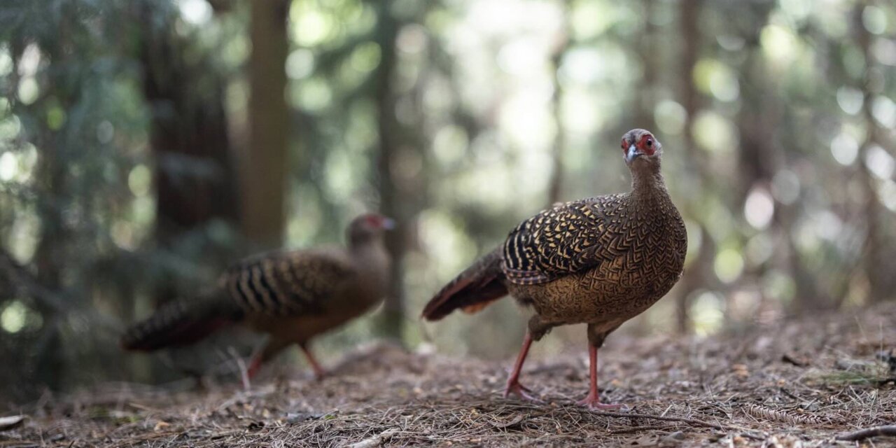 Wild Wonder Micro Grant Program 2025