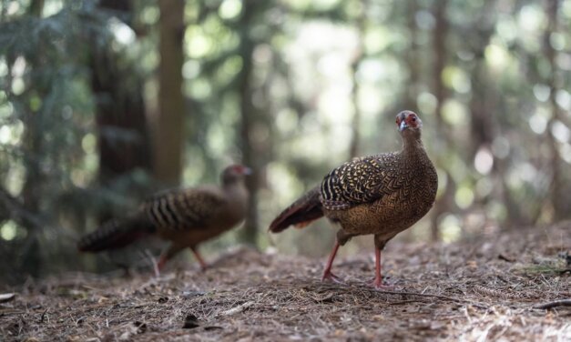 Wild Wonder Micro Grant Program 2025