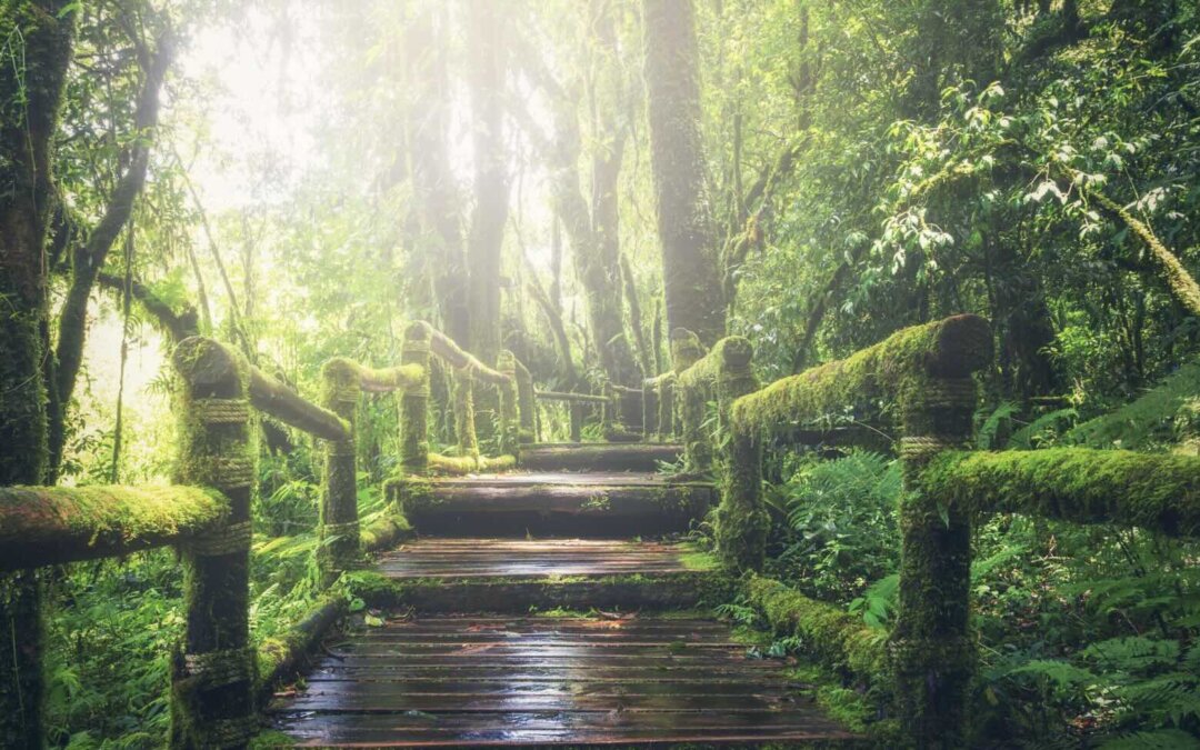 The Rainforest Investigation Network Fellowship