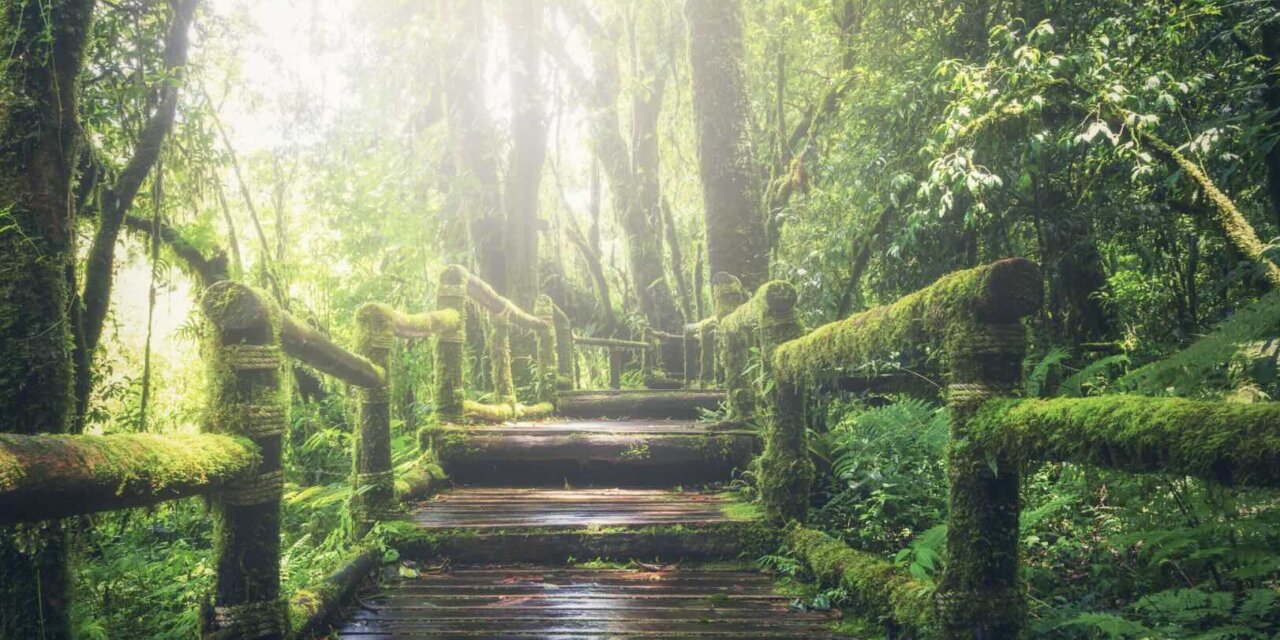 The Rainforest Investigation Network Fellowship