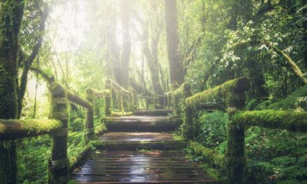 The Rainforest Investigation Network Fellowship