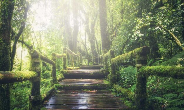 The Rainforest Investigation Network Fellowship